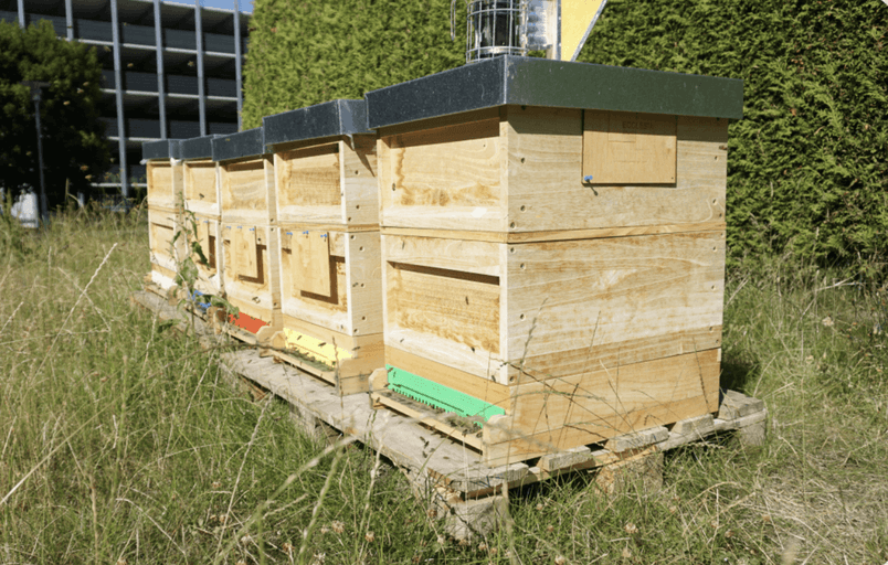 Bienen-Onboarding im großen Stil